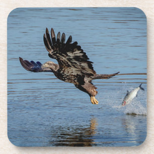 Immature Bald Adler fällt einen Fisch Untersetzer