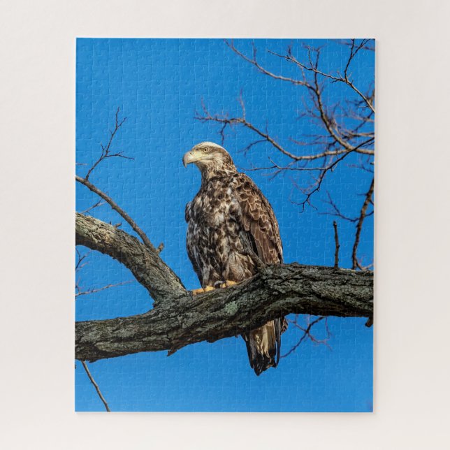 Immature Bald Eagle in Peekskill, NY (Vertikal)