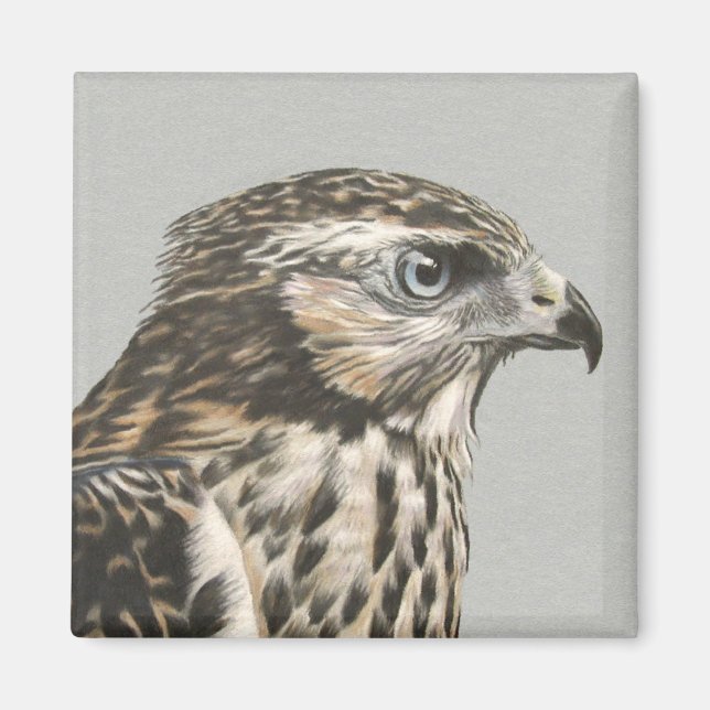 Immature Goshawk Magnet (Vorne)