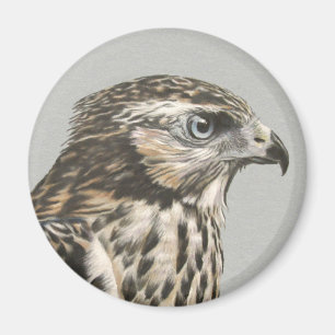 Immature Goshawk Magnet