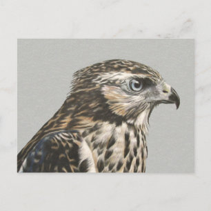 Immature Goshawk Postkarte