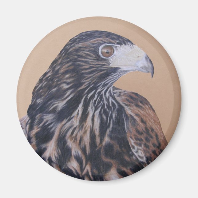 Immature Harris Hawk Magnet (Vorne)