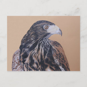 Immature Harris Hawk Postkarte