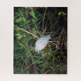 Immature Little Blue Heron