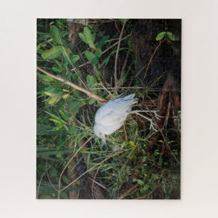 Immature Little Blue Heron