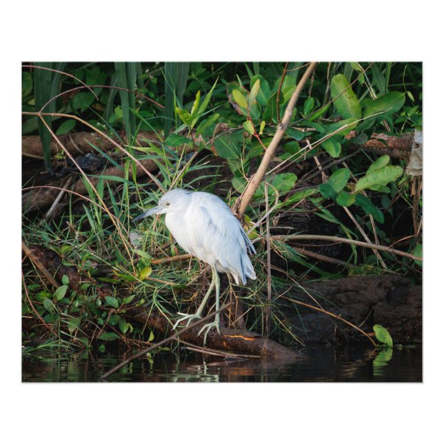 Immature Little Blue Heron Fotodruck (Vorne)