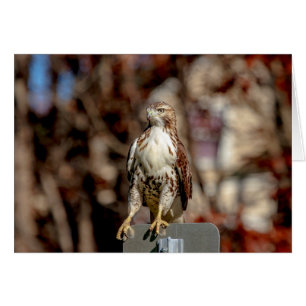 Immature Red Tail Hawk