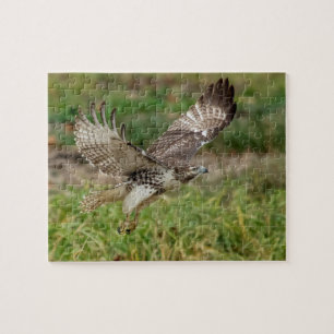 Immature Red Tail Hawk