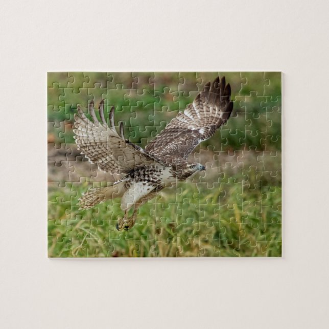 Immature Red Tail Hawk (Horizontal)