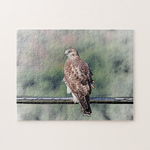 Immature Red Tail Hawk