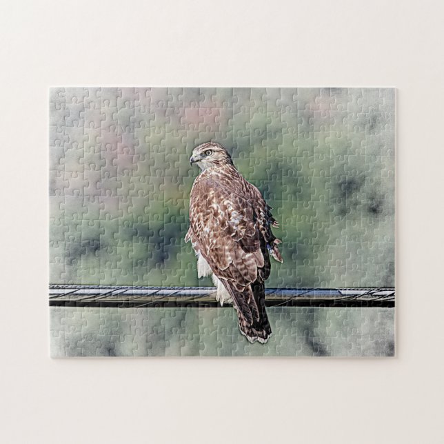 Immature Red Tail Hawk (Horizontal)