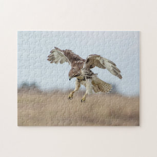 Immature Red Tail Hawk Hovering