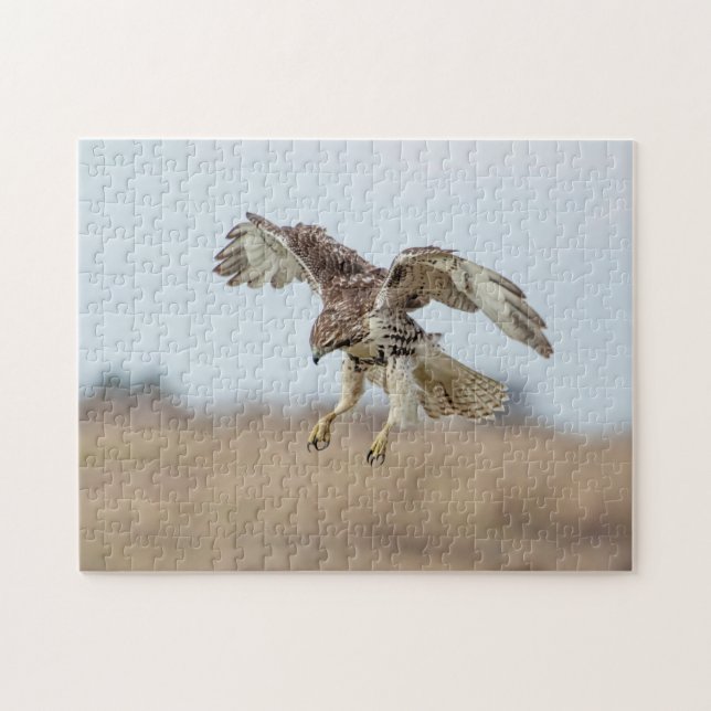 Immature Red Tail Hawk Hovering (Horizontal)