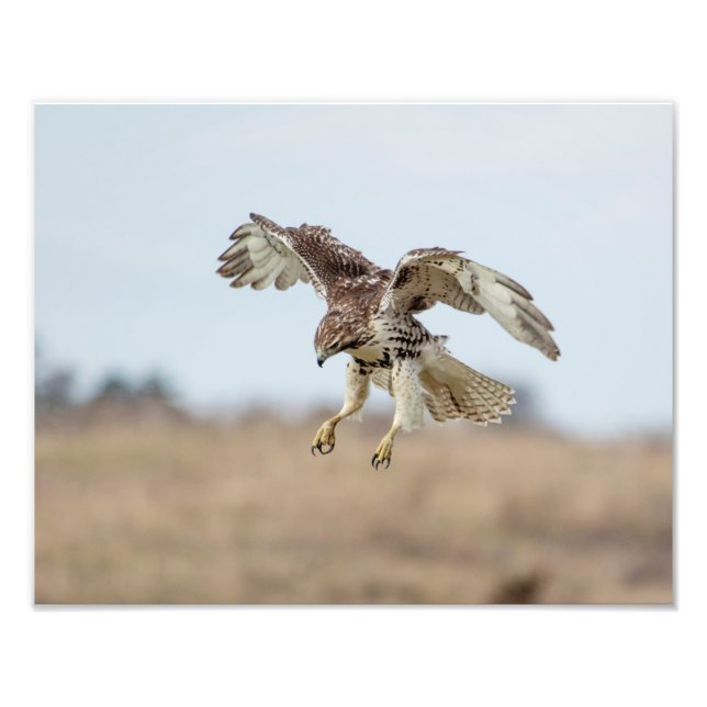 Immature Red Tail Hawk Hovering Fotodruck (Vorne)