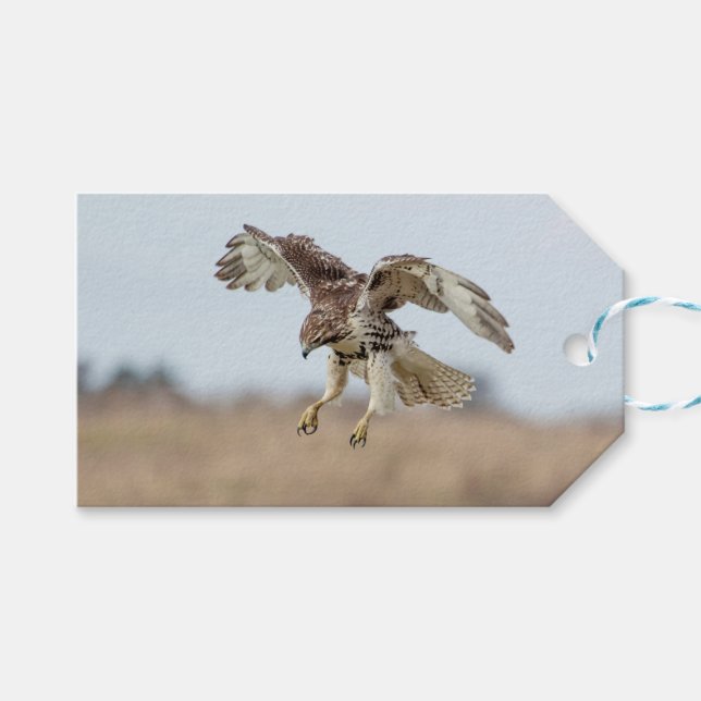 Immature Red Tail Hawk Hovering Geschenkanhänger (Vorderseite (Horizontal))