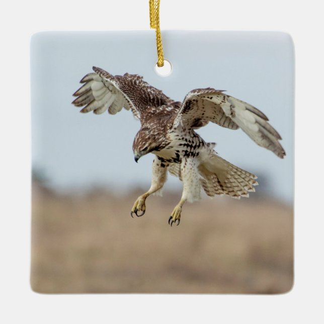 Immature Red Tail Hawk Hovering Keramikornament (Vorderseite)