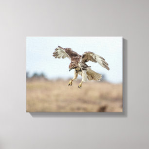 Immature Red Tail Hawk Hovering Leinwanddruck