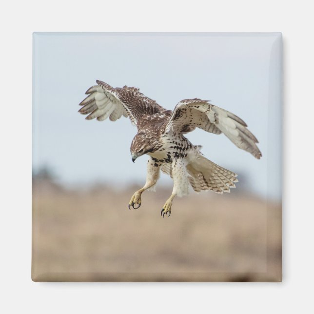 Immature Red Tail Hawk Hovering Magnet (Vorne)