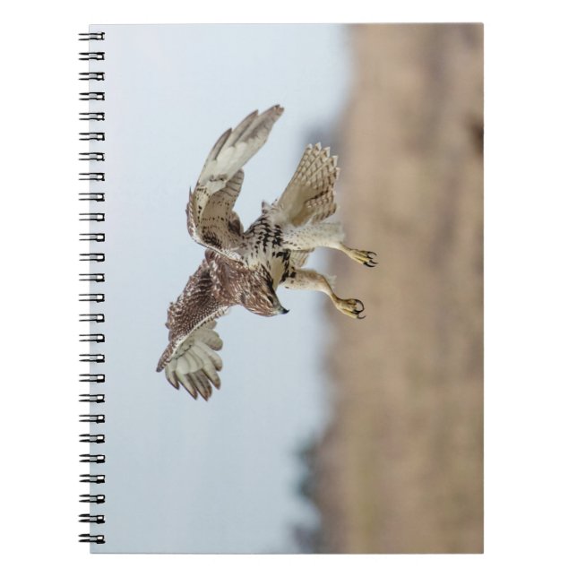 Immature Red Tail Hawk Hovering Notizblock (Vorderseite)