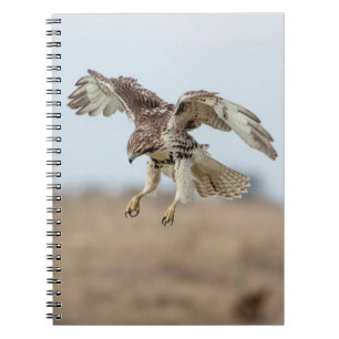 Immature Red Tail Hawk Hovering Notizblock