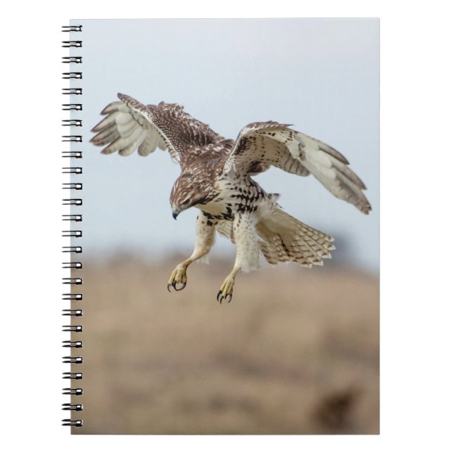 Immature Red Tail Hawk Hovering Notizblock (Vorderseite)