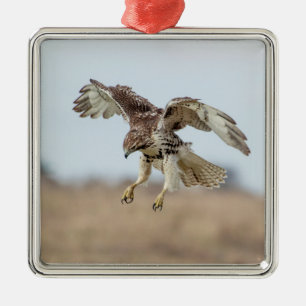 Immature Red Tail Hawk Hovering Silbernes Ornament