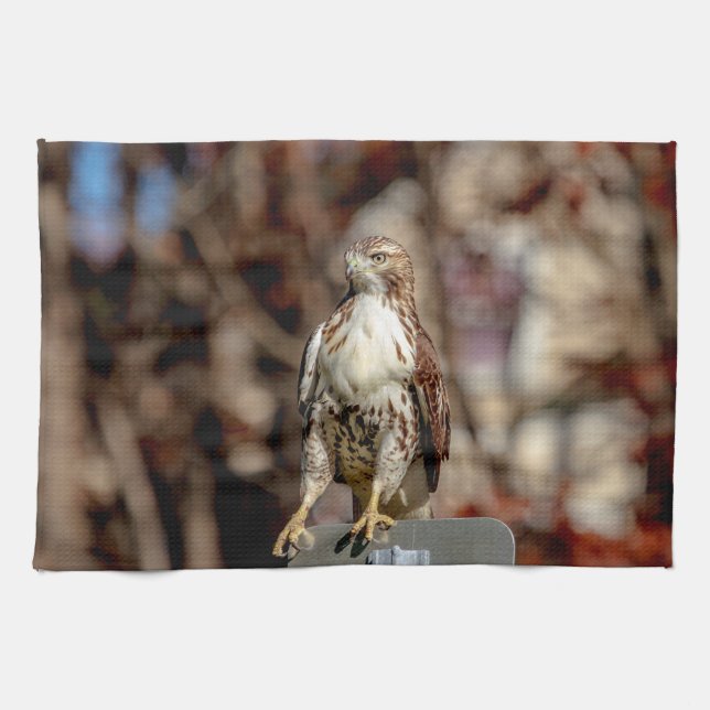 Immature Red Tail Hawk Küchentuch (Horizontal)