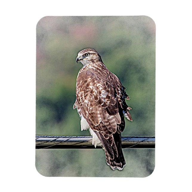 Immature Red Tail Hawk Magnet (Vertikal)