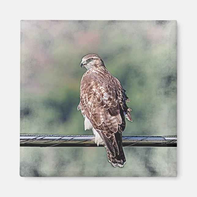 Immature Red Tail Hawk Magnet (Vorne)