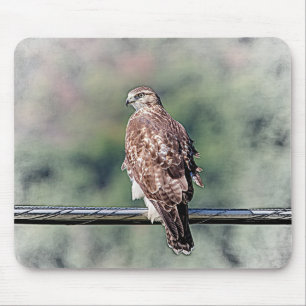 Immature Red Tail Hawk Mousepad
