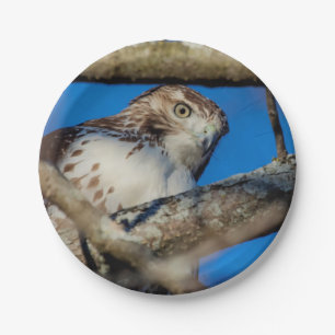 Immature Red Tail Hawk Pappteller