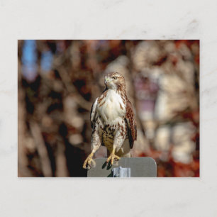 Immature Red Tail Hawk Postkarte
