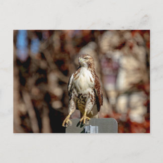 Immature Red Tail Hawk Postkarte