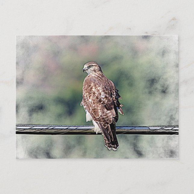 Immature Red Tail Hawk Postkarte (Vorderseite)