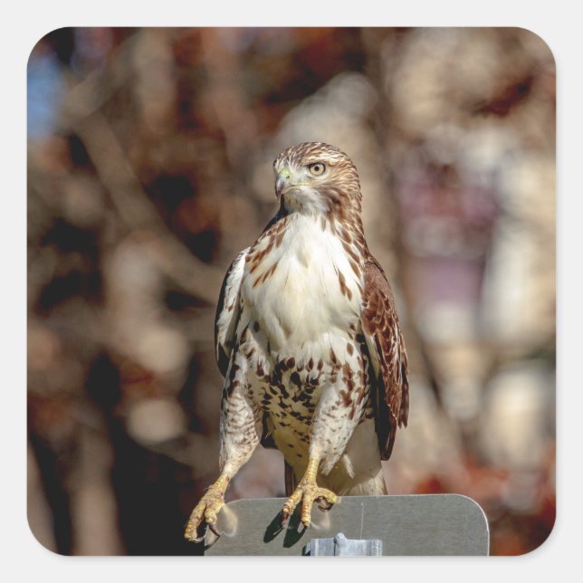 Immature Red Tail Hawk Quadratischer Aufkleber (Vorderseite)