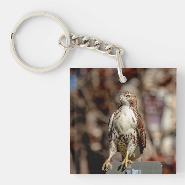Immature Red Tail Hawk Schlüsselanhänger (Vorderseite)