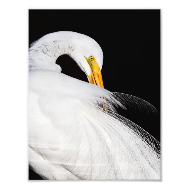 Immer Egrets Fotodruck (Vorne)