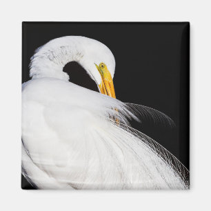 Immer Egrets Magnet