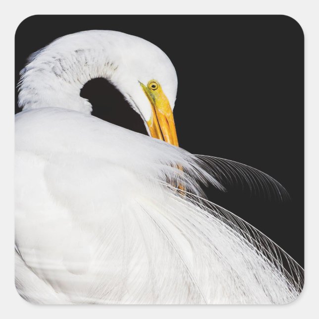 Immer Egrets Quadratischer Aufkleber (Vorderseite)