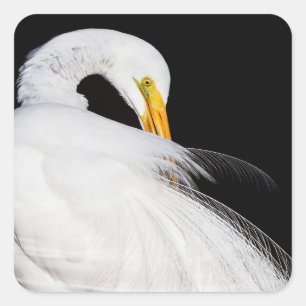 Immer Egrets Quadratischer Aufkleber