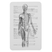 Immer lernen: Anatomie des menschlichen Körpers