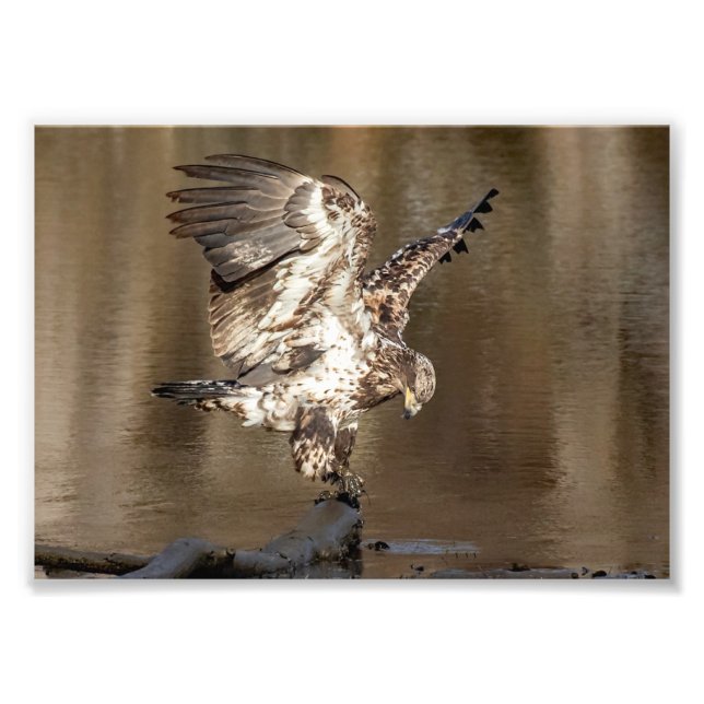 Immererieller Adler Findt eine Perche Fotodruck (Vorne)