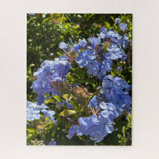 Immergrün-Kappe Plumbago, Oakland