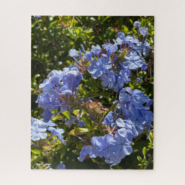 Immergrün-Kappe Plumbago, Oakland (Vertikal)