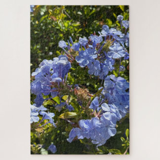 Immergrün-Kappe Plumbago, Oakland