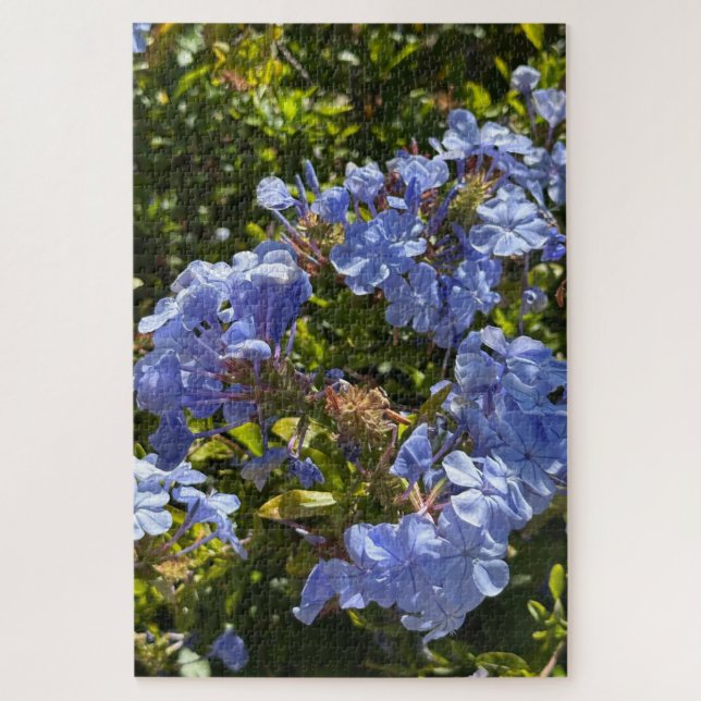 Immergrün-Kappe Plumbago, Oakland (Vertikal)