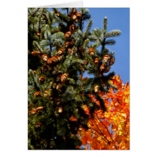 Immergrün mit Pinecones