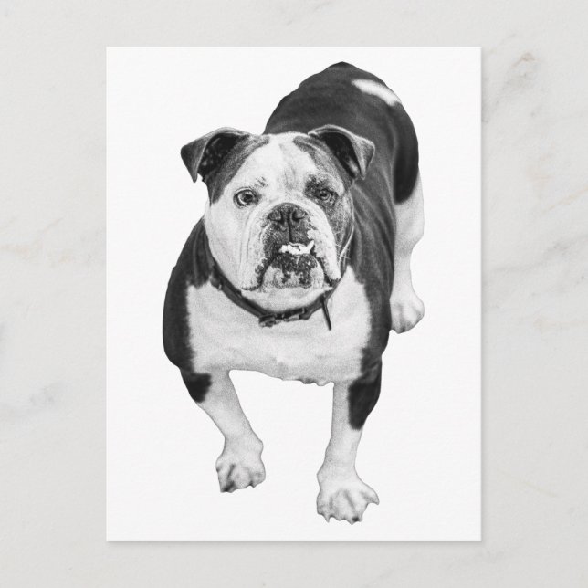Immergrüne Ansicht, Bulldogge Post Postkarte (Vorderseite)