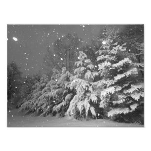 Immergrüner Baum-Schnee-Schwarzweiss-Sturm Fotodruck