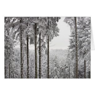 Immergrüner Wald im Winter